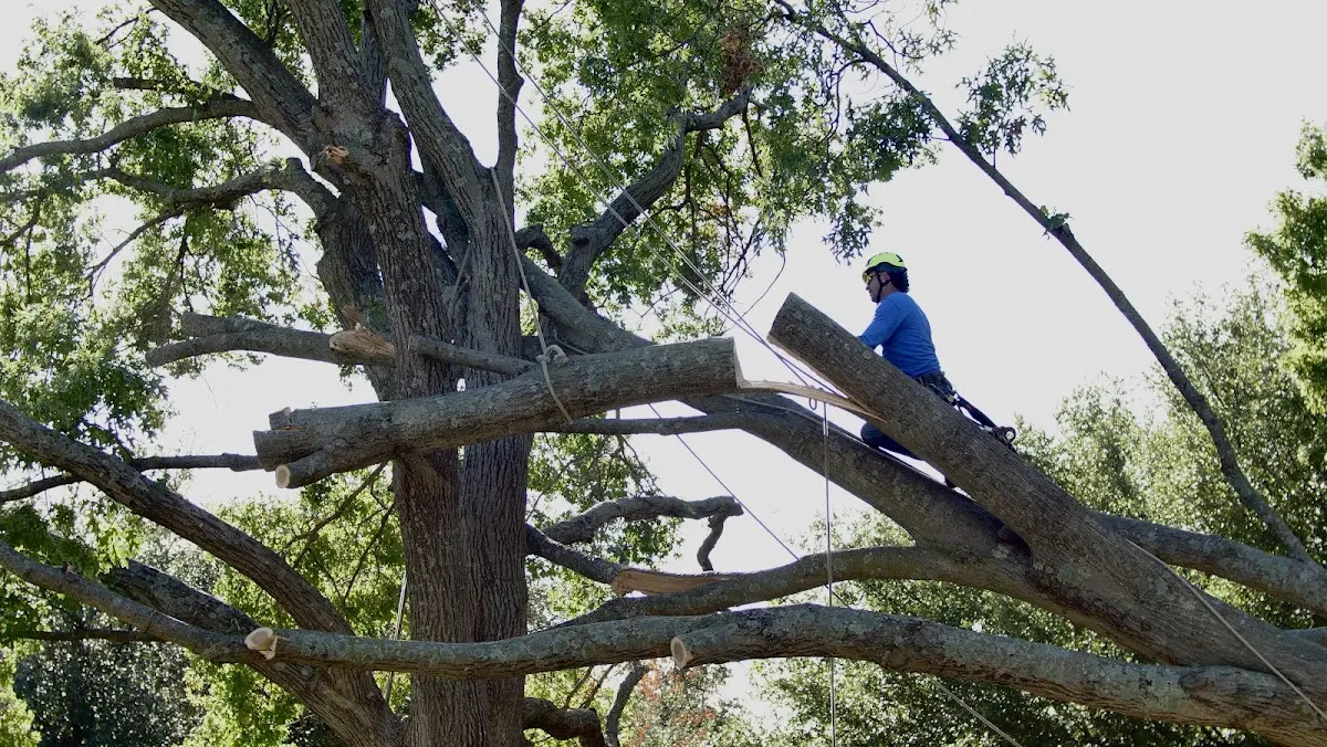 Professional Crown Thinning performed by certified arborists in Noble